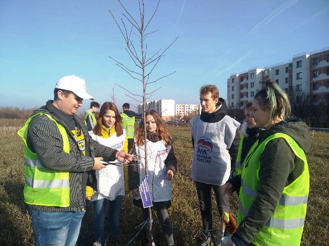 На Аллее Почётных граждан в Миллерово вновь сажали деревья