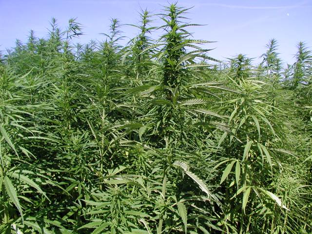 Конопля в ростовской области закон об выращивание марихуаны
